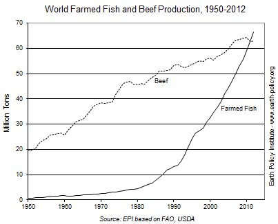 farmed fish