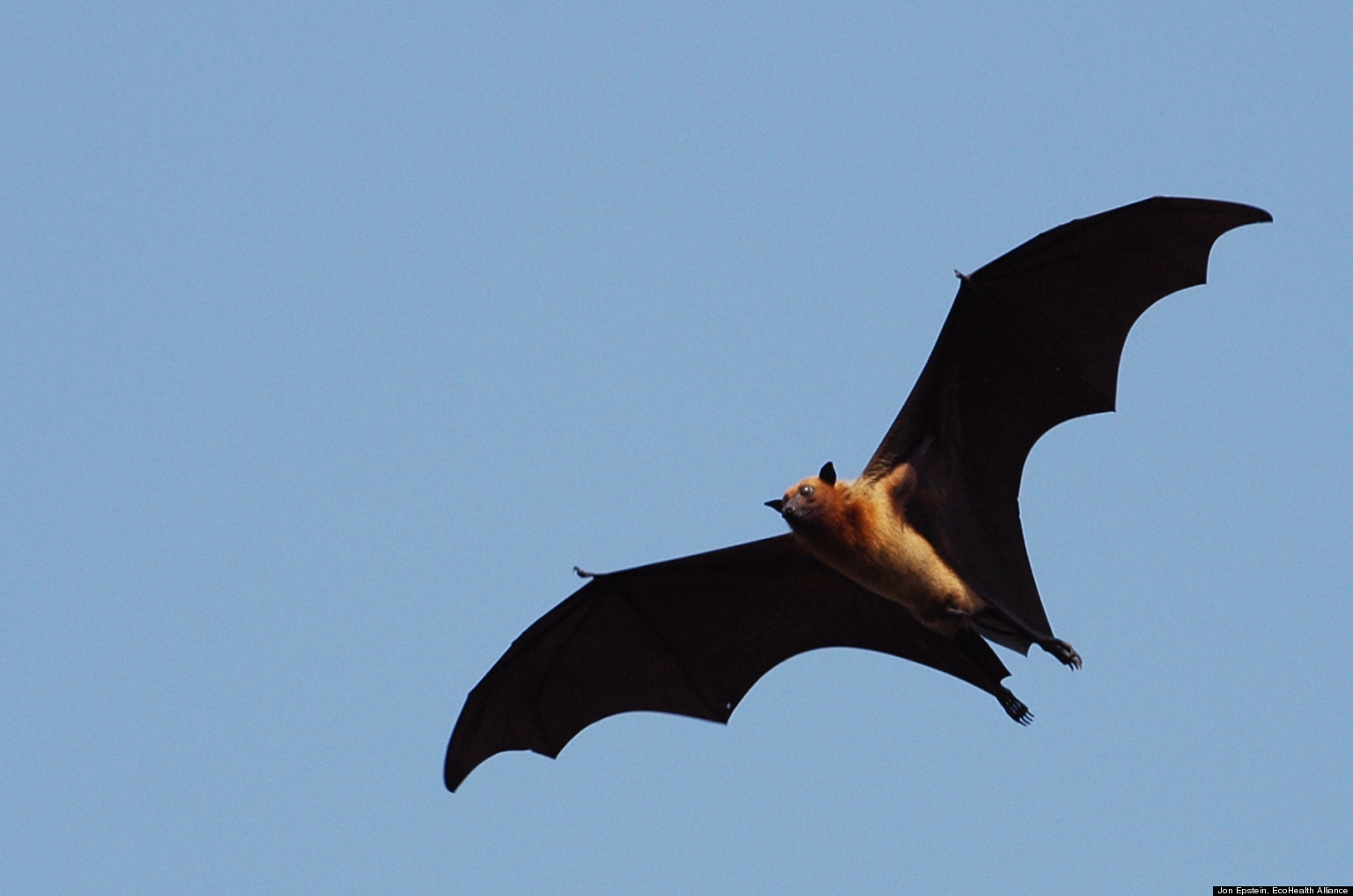 Bat Health Critical To Human Health | HuffPost