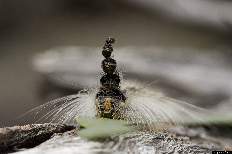 mad hatterpillar