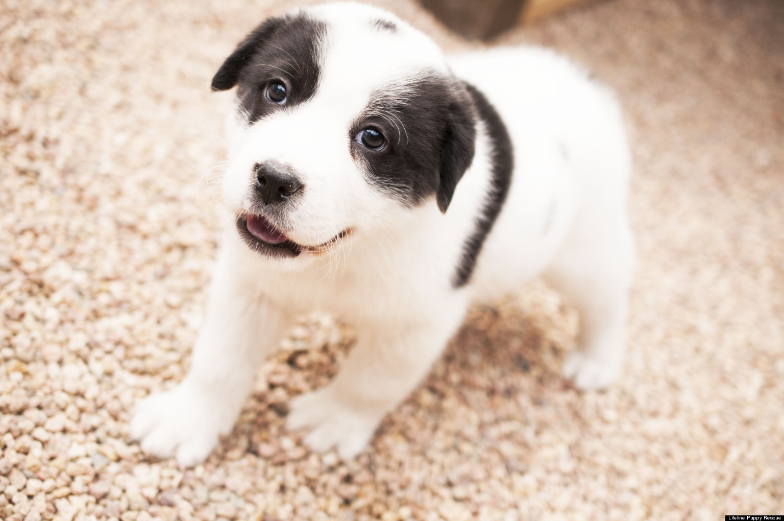 Adopt From A No-Kill Shelter: Lifeline Puppy Rescue's Adoptable Puppies ...