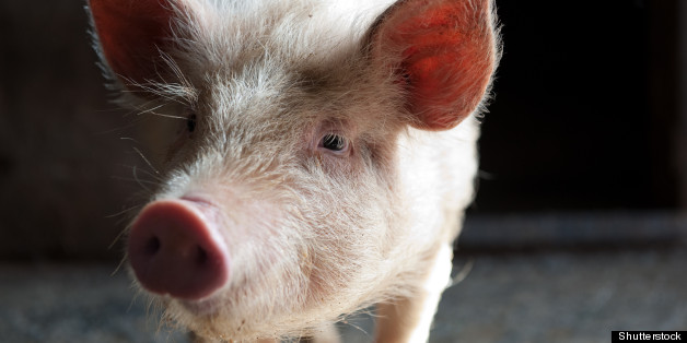 Scientists Debate New Study On GMO-Fed Pigs | HuffPost