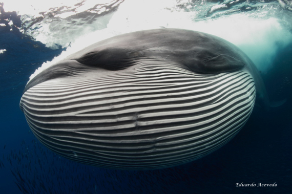 brydes whale feeding