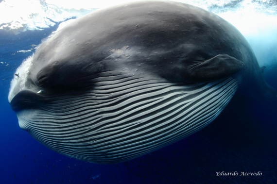 brydes whale feeding