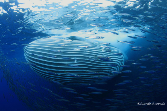 brydes whale feeding