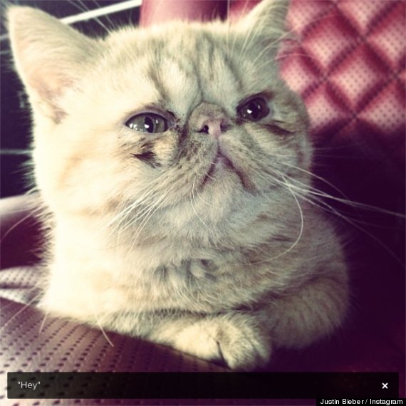 justin bieber cat