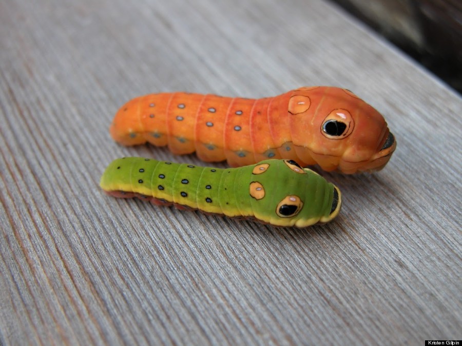 spicebush swallowtail larvae