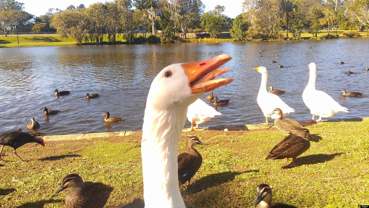 Goose Photobomb: Plucky Animal Stumbles Into Photographer's Summer Shot ...