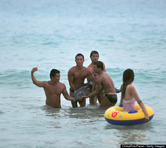 dolphin dies tourists