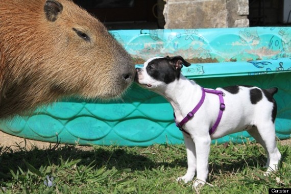capybara hugs cat