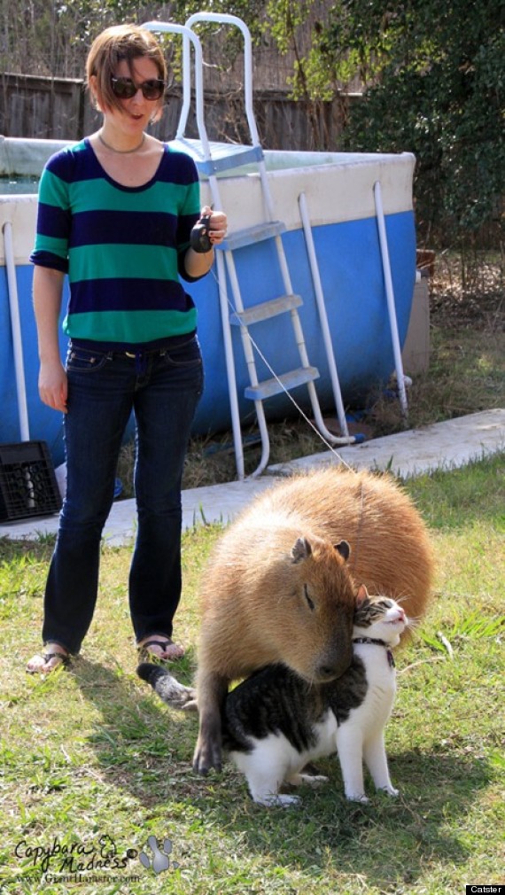 capybara hugs cat