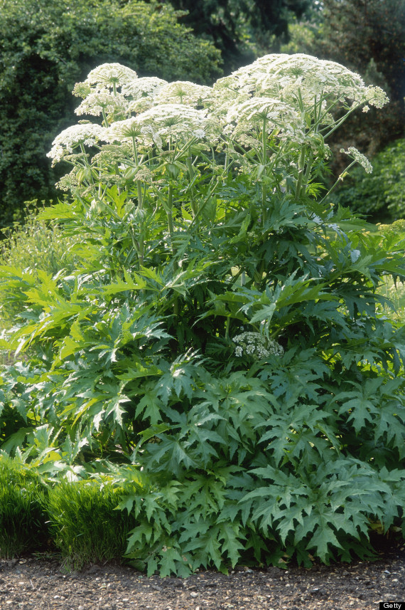 giant hogweed