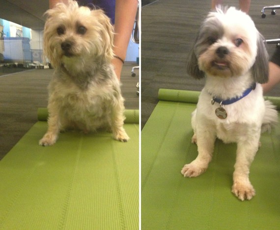 dogs do yoga