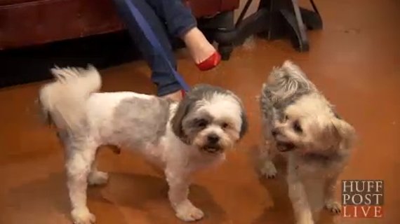 dogs do huffpost live