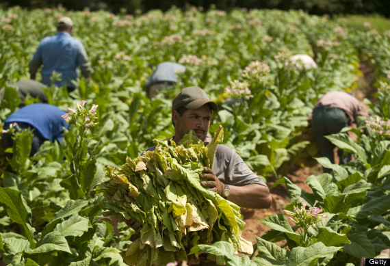 tobacco farm