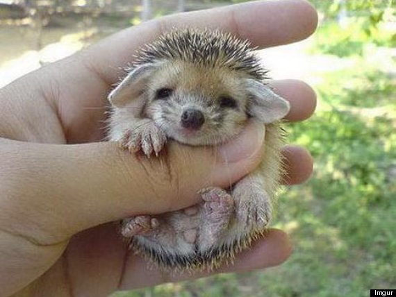 baby hedgehog