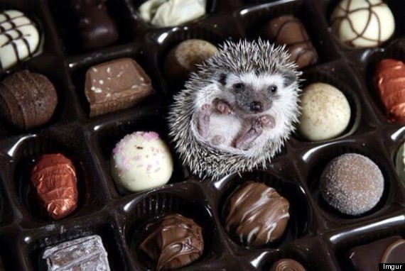 candy hedgehog