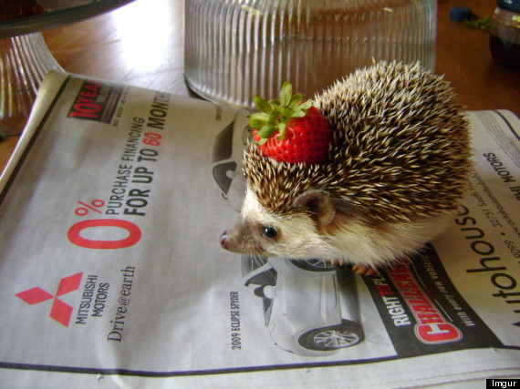 strawberry hedgehog