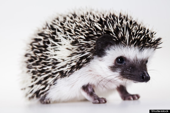 baby hedgehog