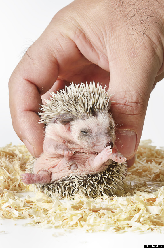 baby hedgehog