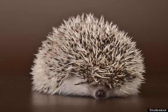 baby hedgehog