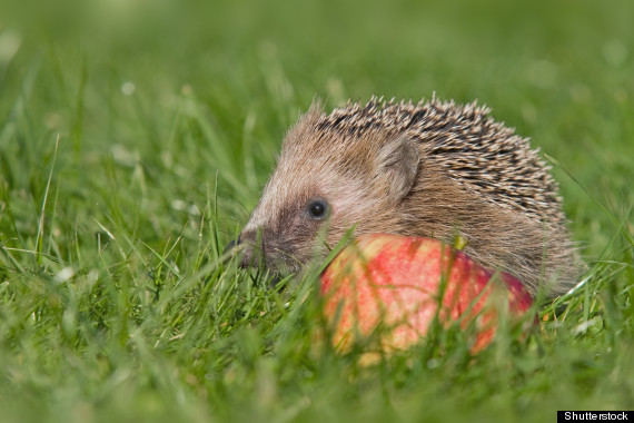 baby hedgehog