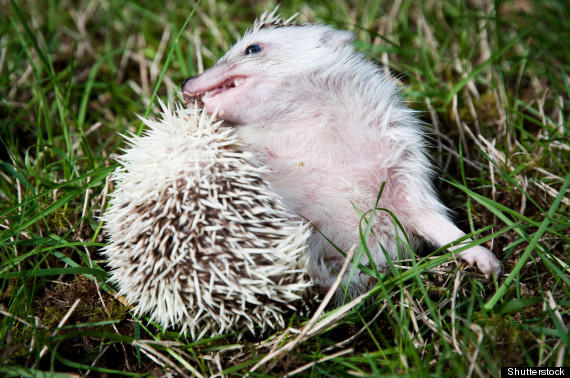 baby hedgehog