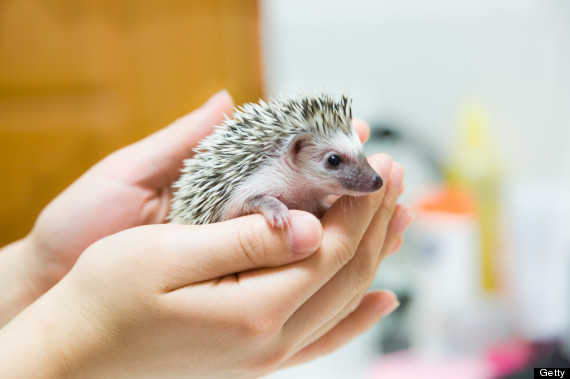 hedgehog