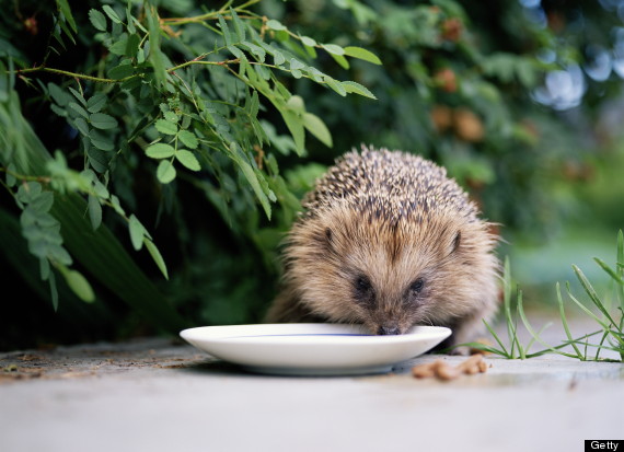 hedgehog