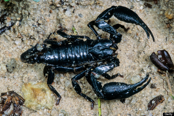 Aberdeen University Student Vicky Raitt Finds Tropical Scorpion In Her BED