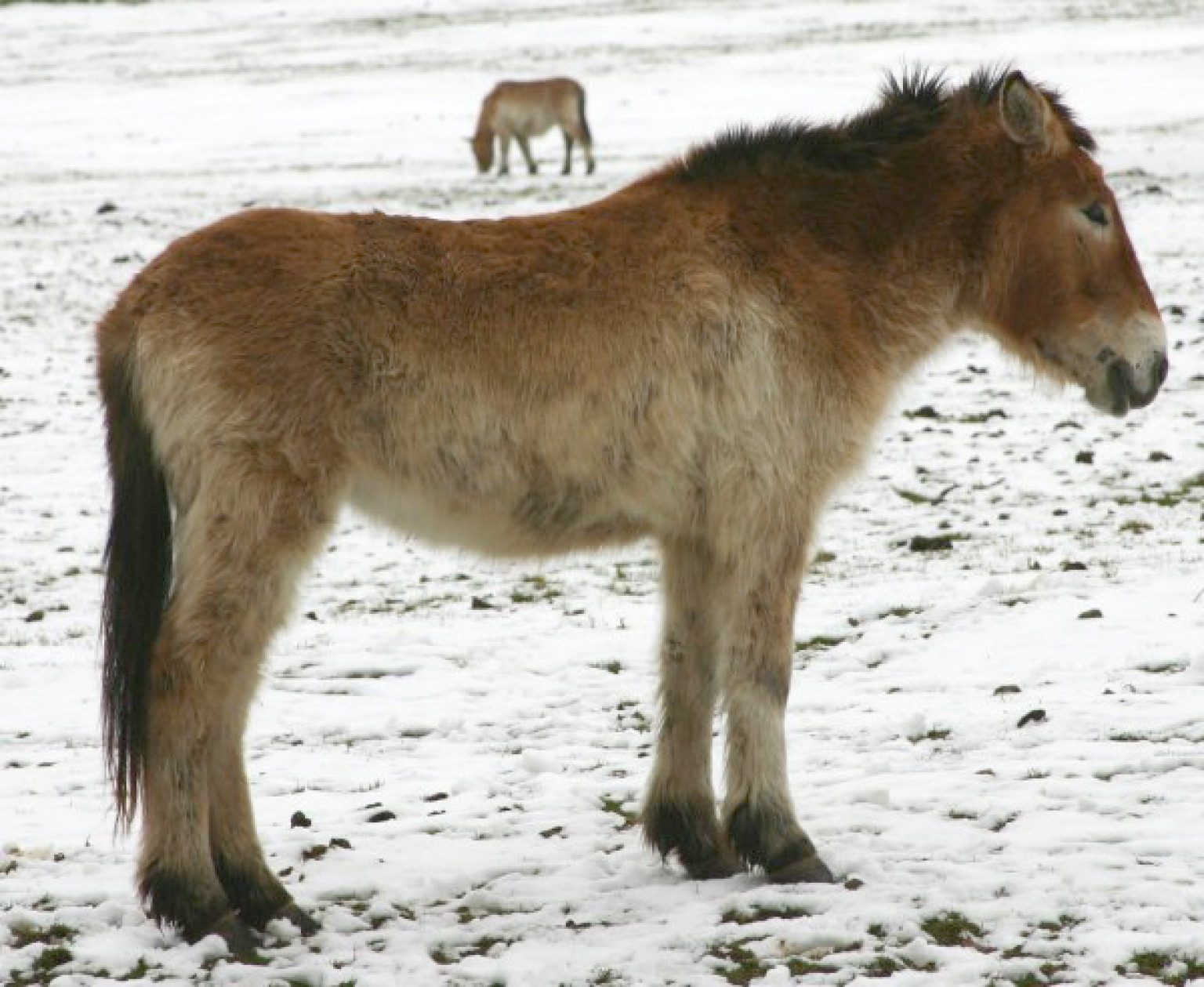 Prehistoric Horse Genome Decoded, Pushing Back Origins Of Equine ...