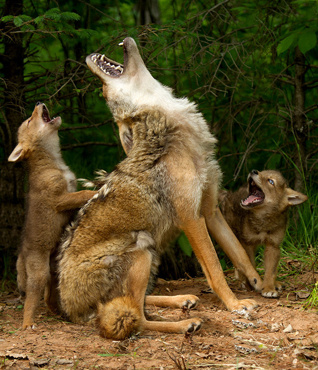 howling lessons