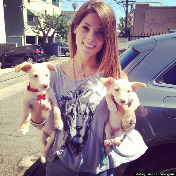 ashley greene new puppies 1