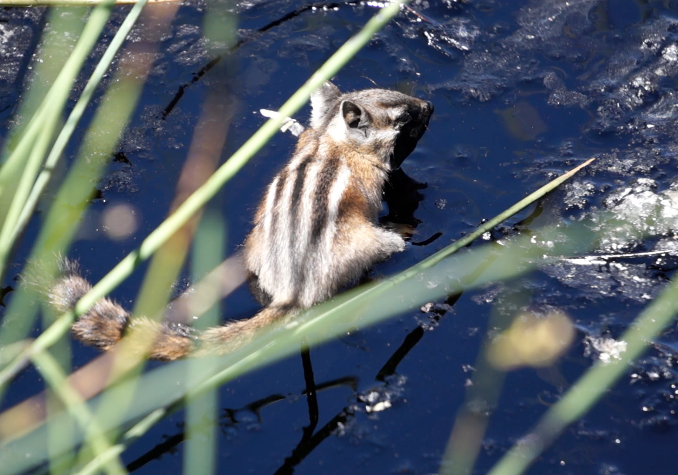 chipmunk