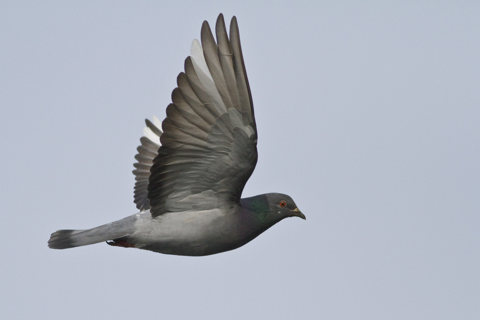 Japanese Pigeon Found In Comox