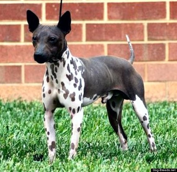 hairless terrier