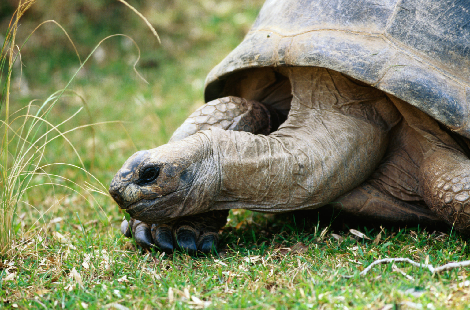 Madagascar Giant Tortoises, Now Extinct, Could Be Replaced With New ...