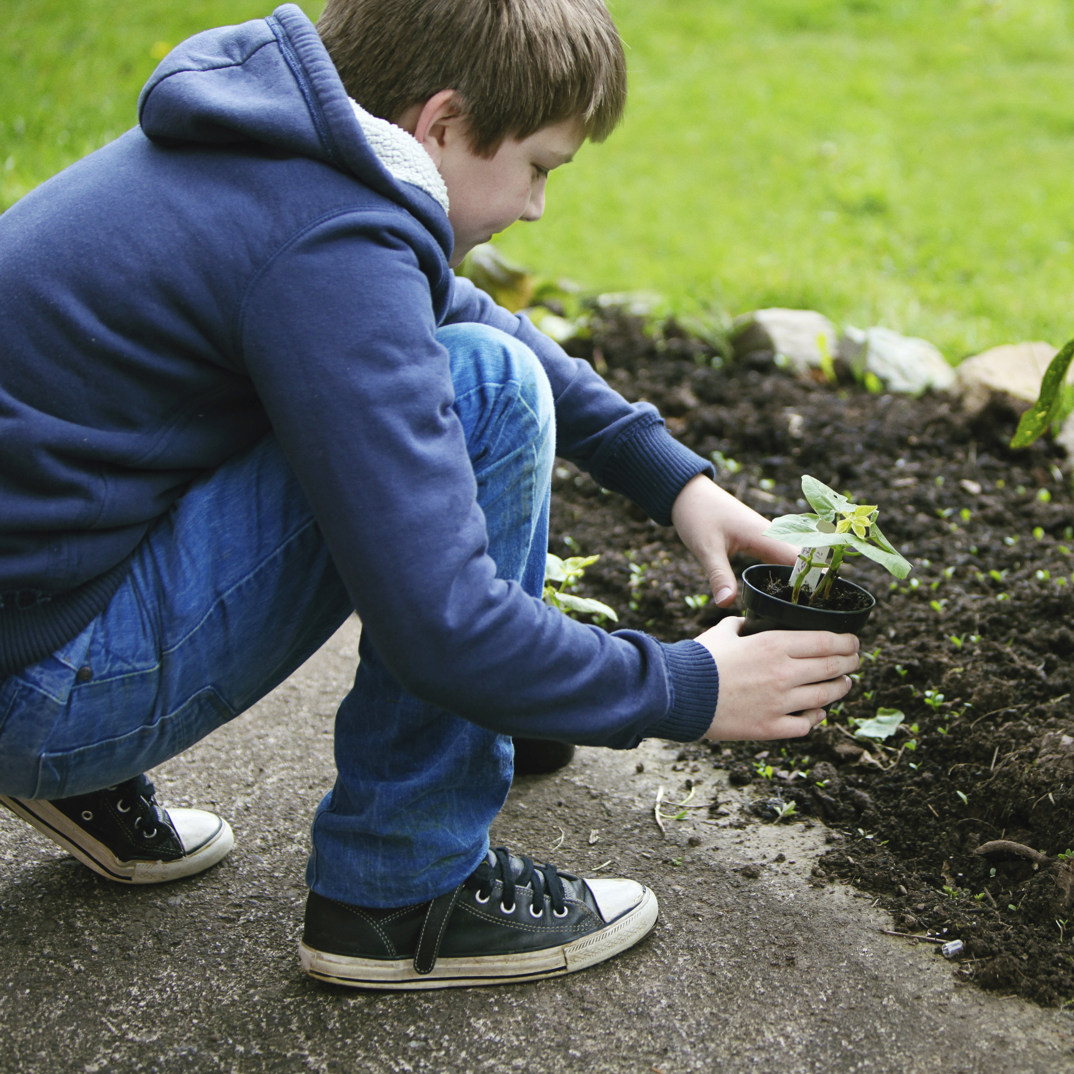 vegetable garden