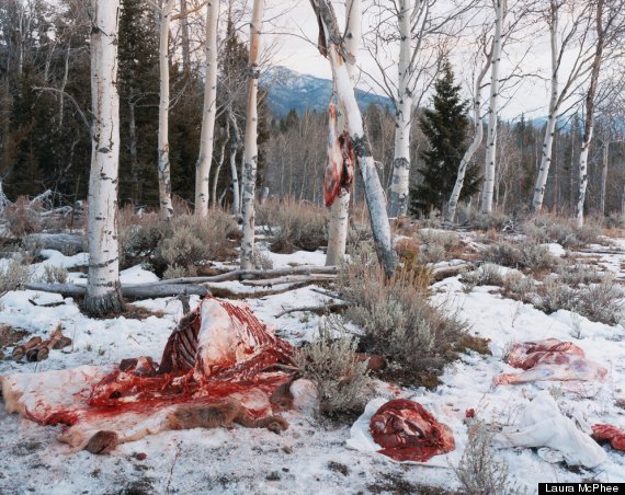 quartered rocky mountain elk