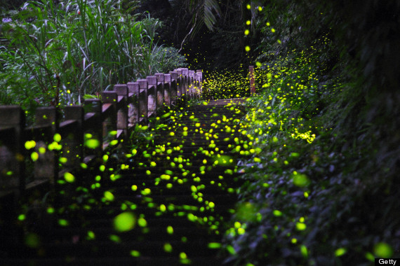 lightning bugs