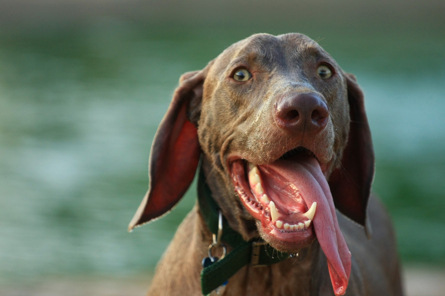 Щенок дышит ртом. Собака с высунутым языком. Собака с торчащим языком. Пес с языком.