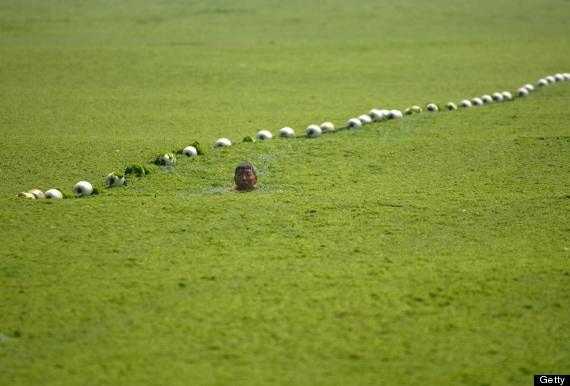 algae china