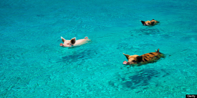 pigs swim