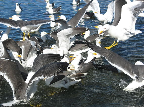 gulls