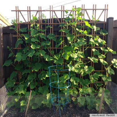 small space gardening