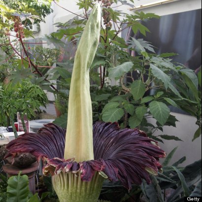 Corpse Flower The World S Stinkiest Plant Goes On Display In D C At U S Botanic Garden Conservatory Huffpost