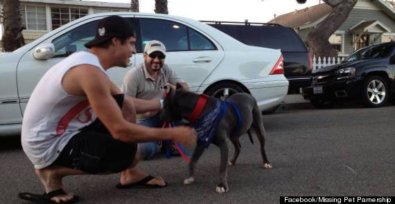 pit bull reunited with owner