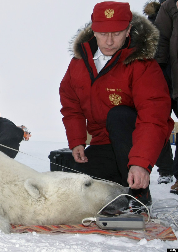 vladimir putin bear