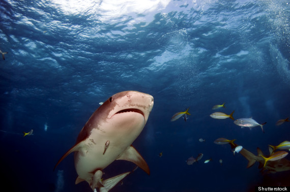 beach shark