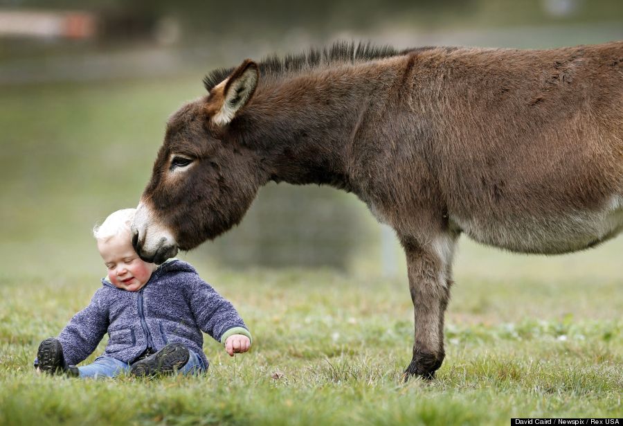 mini donkey 1