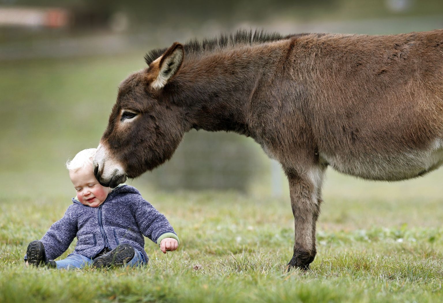 Новорожденный ослик красивые фото и картинки — Каталог Фото
